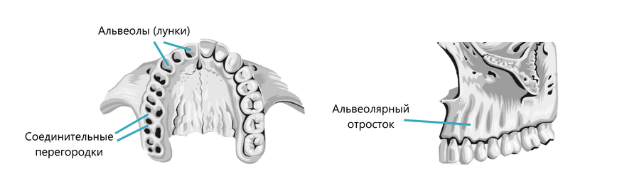 Альвеолы и альвеолярные отростки